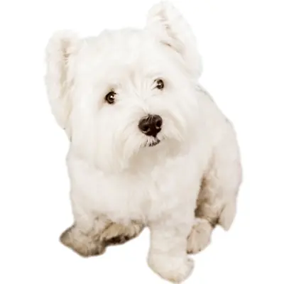 狗