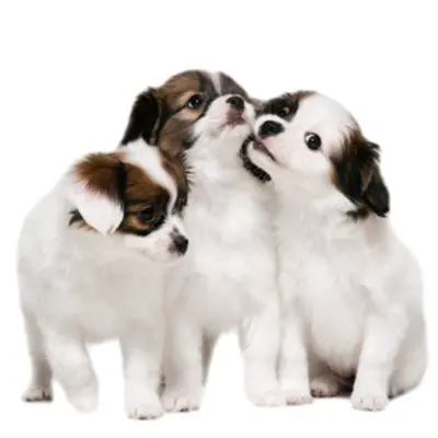 幼犬