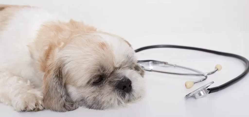 静息状态下的狗